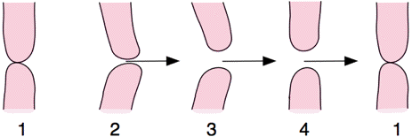 cycle of lip vibration