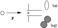 diagram of batsman's legs and bat