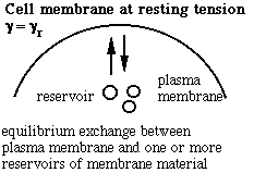 schematic of membrane exchange at resting tension