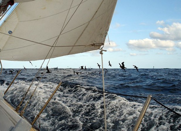 mutton birds and jib
