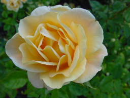 Rose, creamy white (click to enlarge; 1.23 MB)