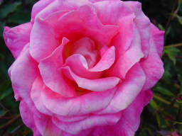 Rose, pink (click to enlarge; 1.23 MB)