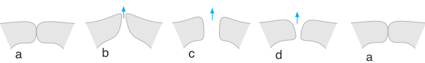 simplified sketch of a cycle of vibration